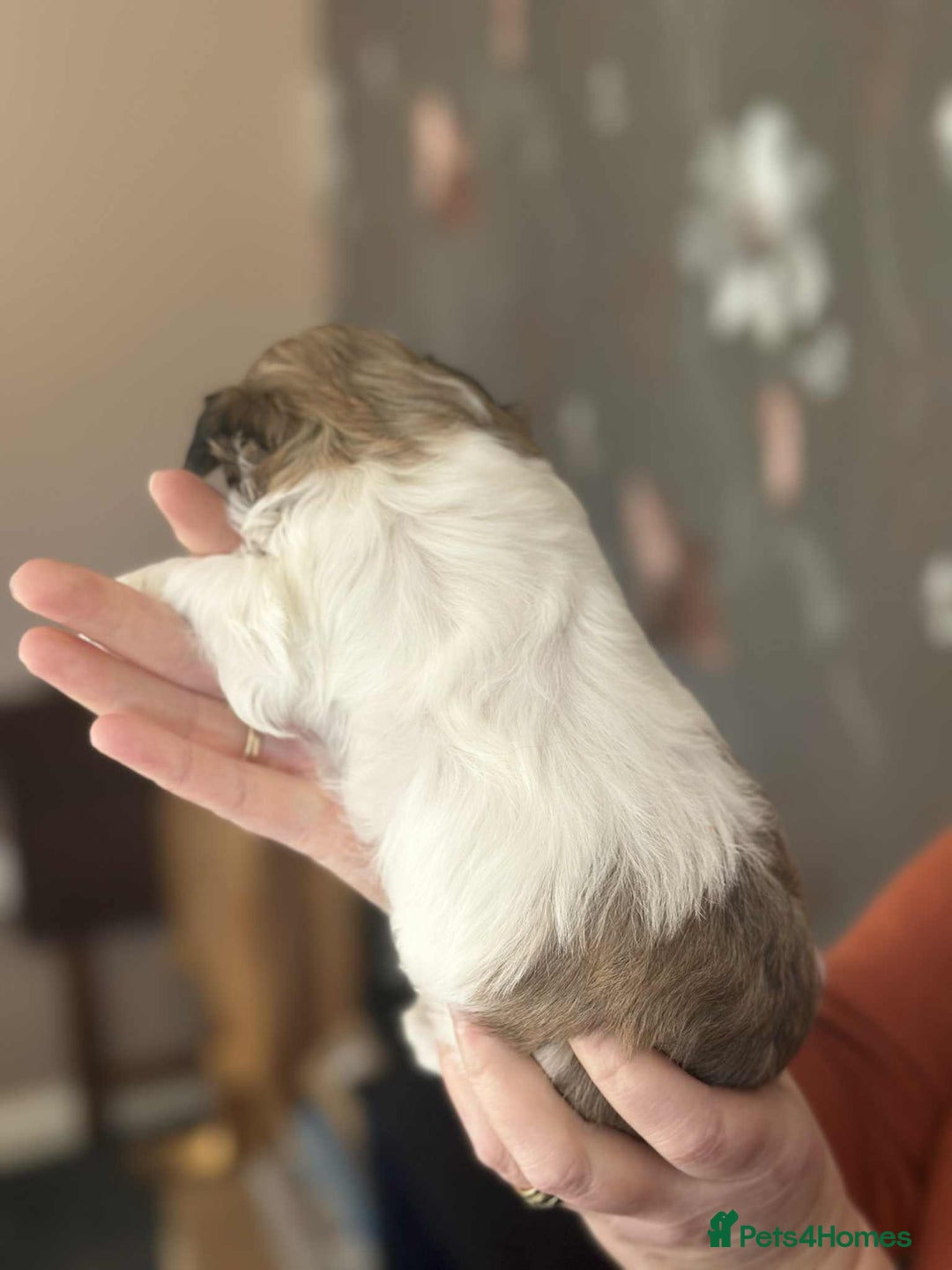 Havanese dogs for sale: Stunning House reared pure bred Havanese Babies  - Advert 4