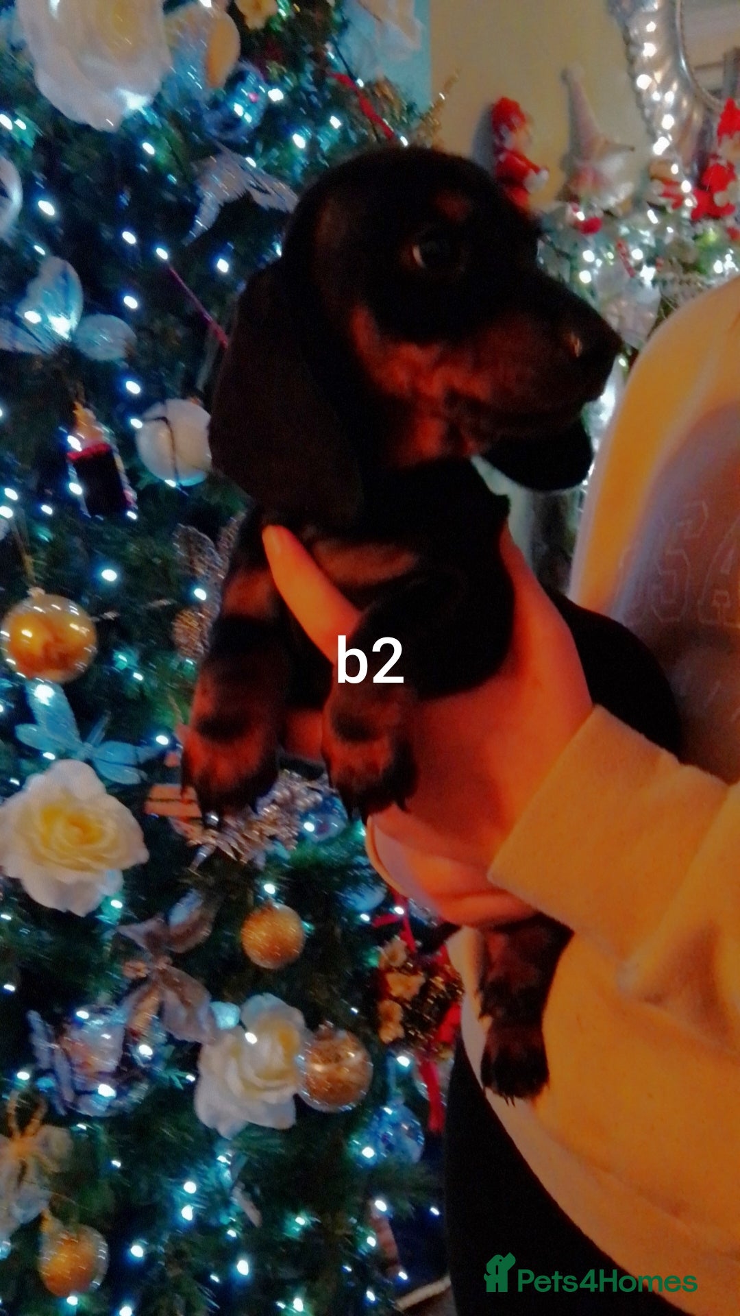 Miniature Dachshund dogs for sale: Mini dasch black & tan - Advert 3