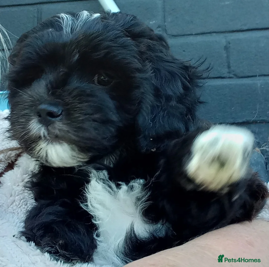 Shihpoo dogs for sale: Shihpoo pups ready to go - Advert 1