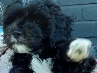 Shihpoo dogs Shihpoo pups ready to go - Advert 2