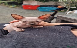 Sphynx cats for sale: Gorgeous Canadian Sphynx kittens, stunning - Image 4