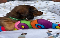 Miniature Dachshund dogs for sale: Amazing Champ Bloodlines Mini Dachshunds ✨ - Image 17
