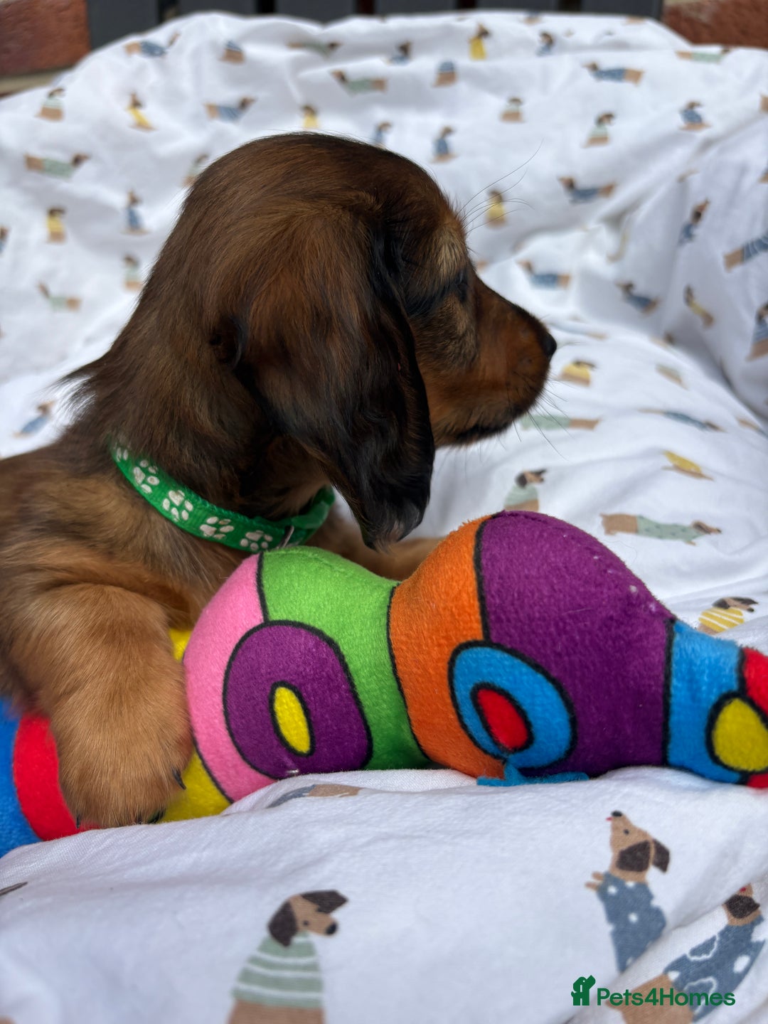 Miniature Dachshund dogs for sale: Amazing Champ Bloodlines Mini Dachshunds ✨ - Image 17