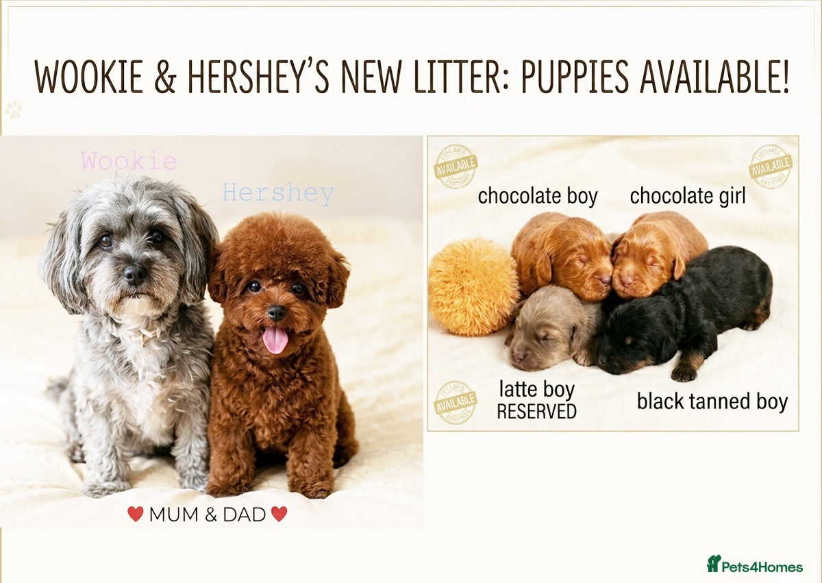 Maltipoo dogs Luxury Asian brown, tanned Toy Maltipoo Puppies❤️ - Advert 2