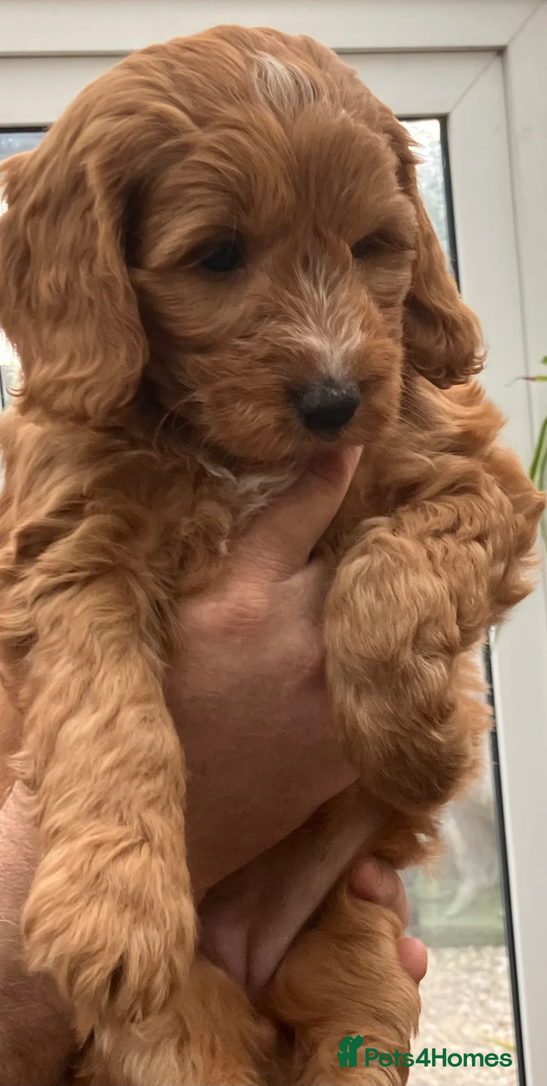 Mixed Breed dogs for sale: AUSTRALIAN LABRADOODLE PUPPIES READY NOW - Advert 3
