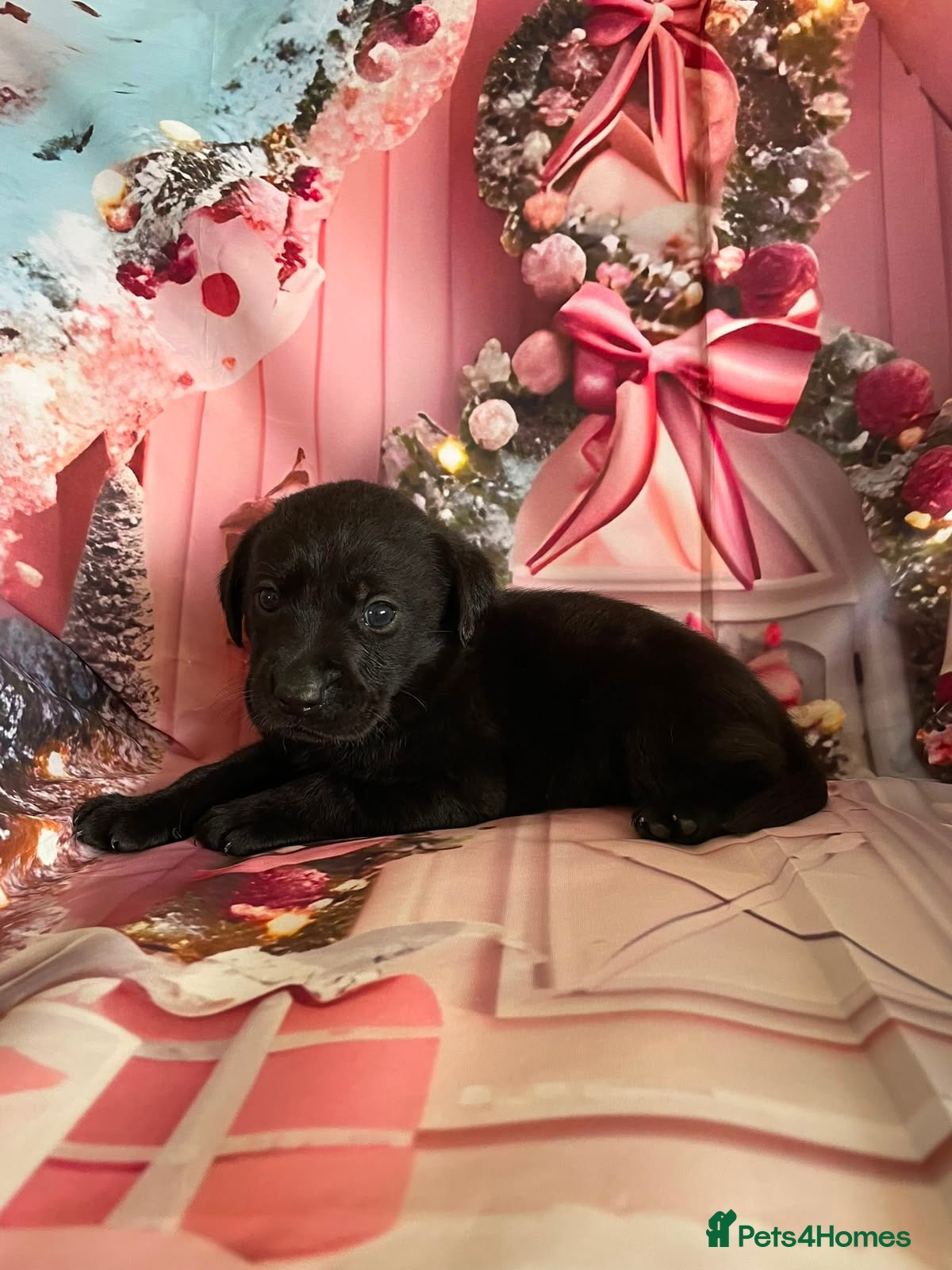 Labrador Retriever dogs Labrador puppies deposit secures - Advert 2