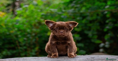 French Bulldog dogs - Advert 3