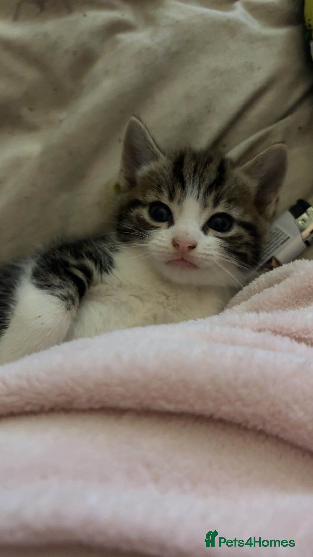 Mixed Breed cats for sale: Five tabby shorthair and longhair kittens - Advert 11