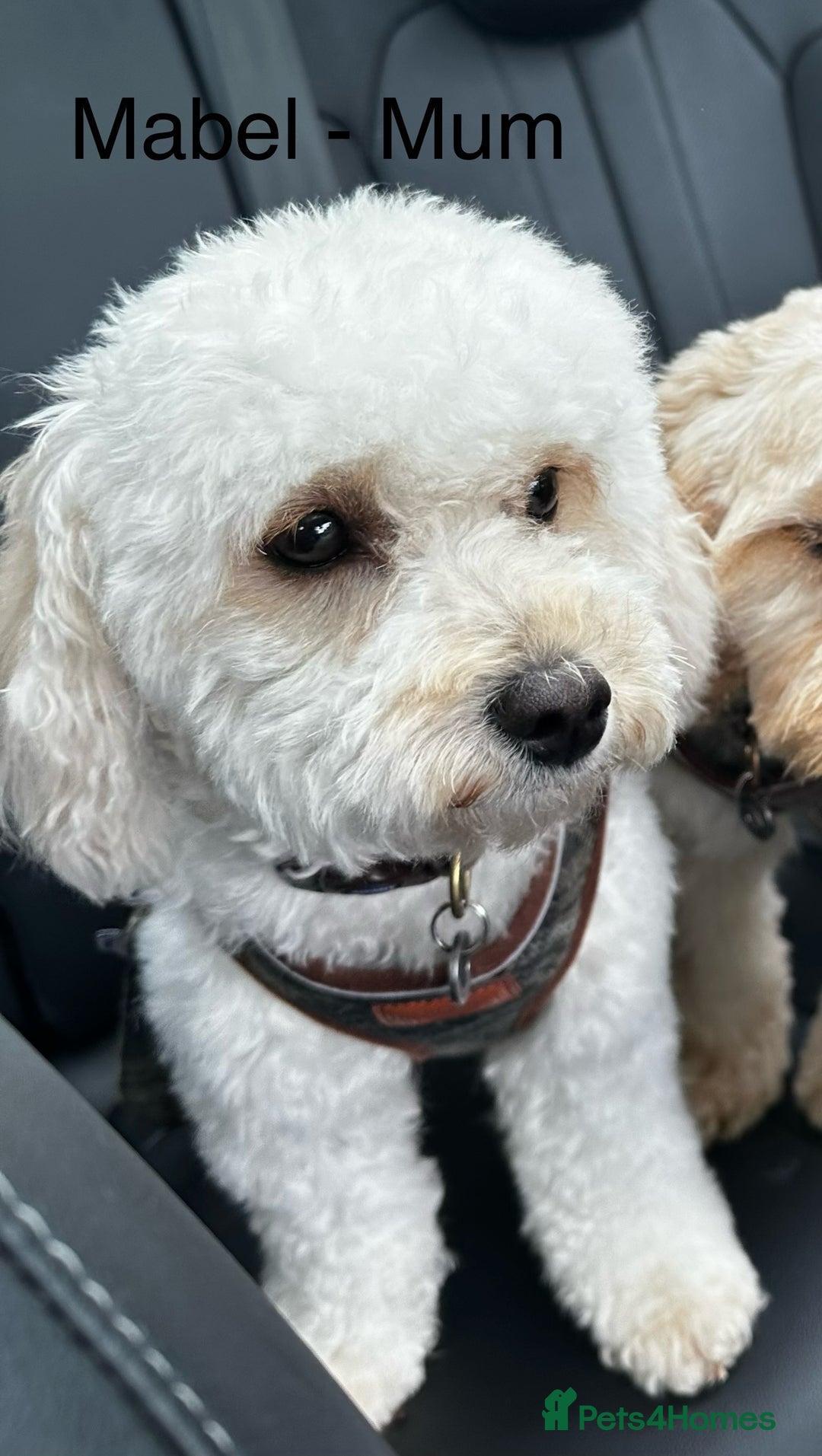 Cavapoochon dogs for sale: ✨Ruby & Blenheim Cavapoochons ❤️🐾 - Image 20