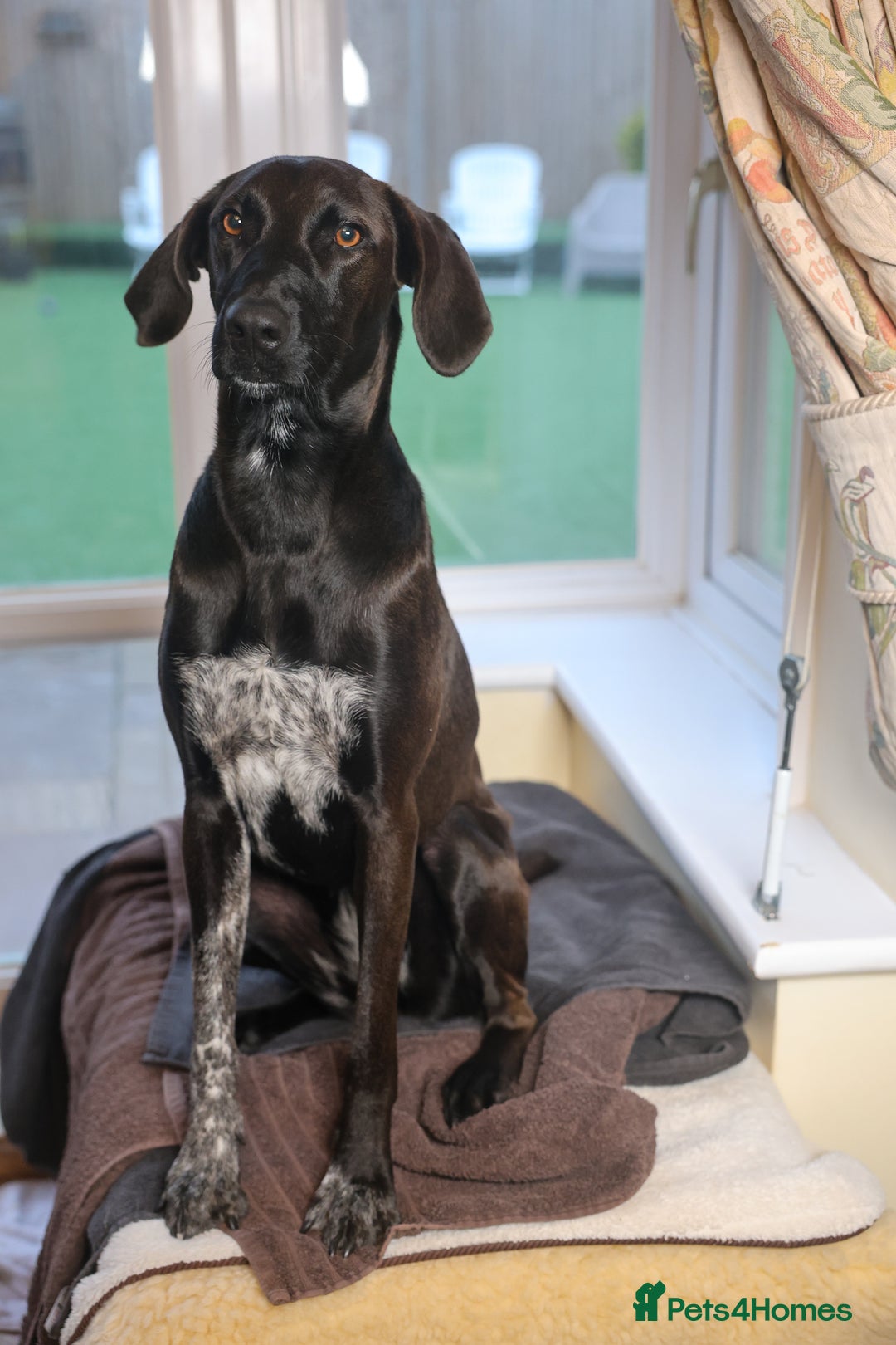 Mixed Breed dogs for adoption: Pretty Pretzel - Image 2