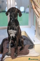 Mixed Breed dogs Pretty Pretzel - Advert 10