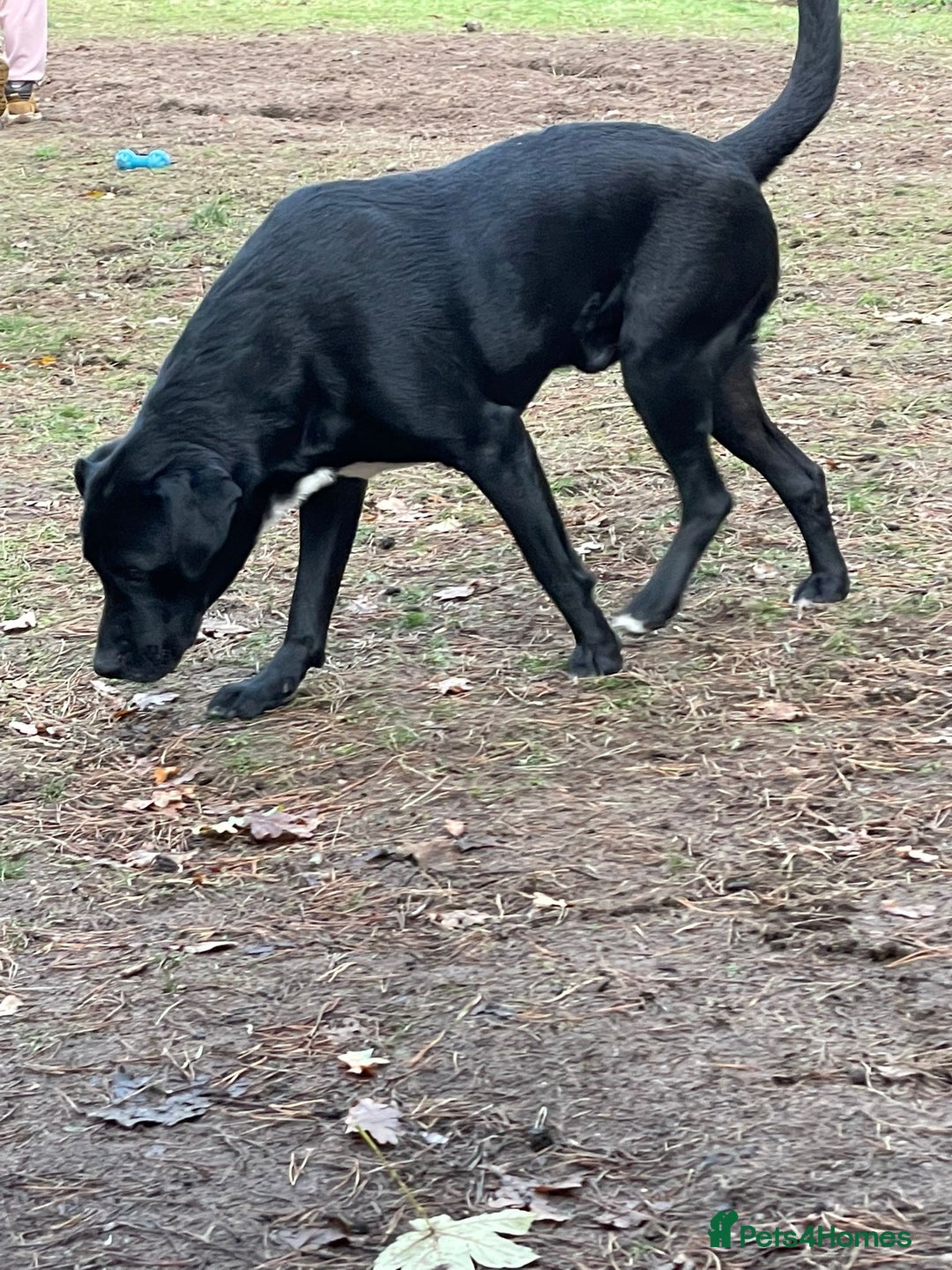 Mixed Breed dogs for adoption: SHEAMUS-a sensitive Soul for the right Human Match - Advert 7