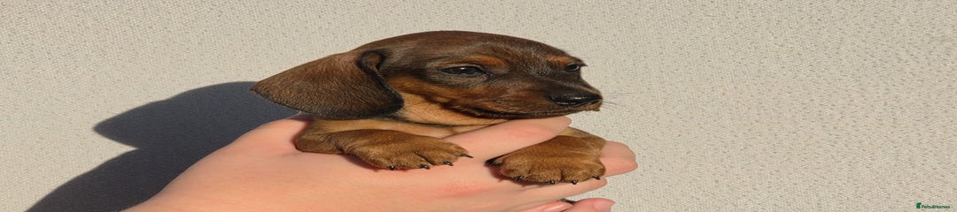 Miniature Dachshund Puppy 3