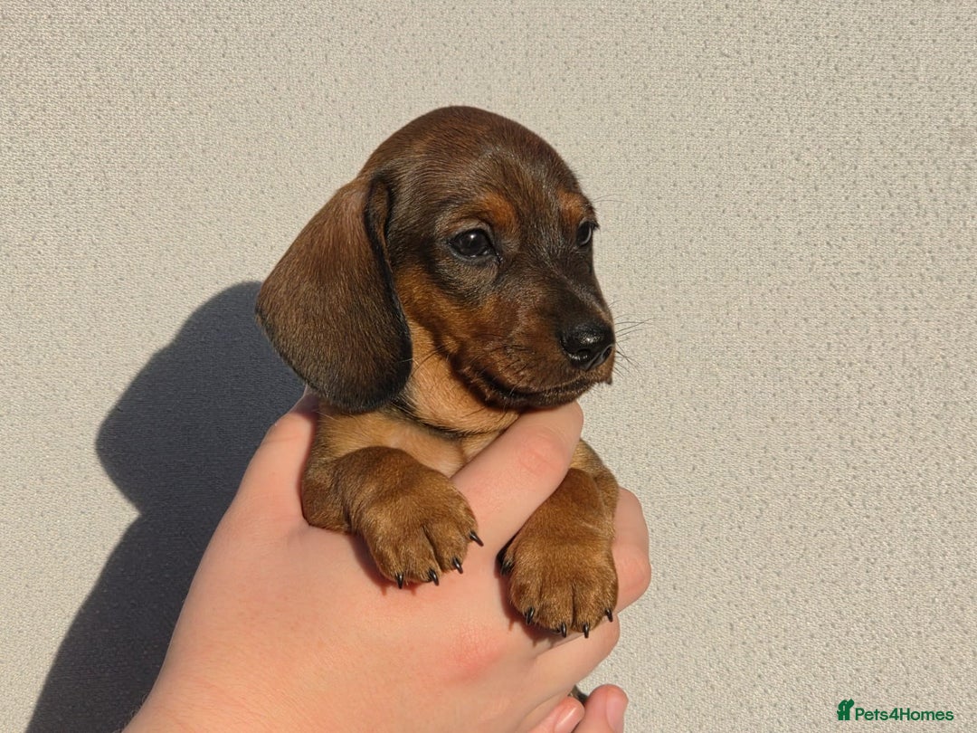 Miniature Dachshund dogs for sale: Outstanding Litter KC Reg Health Tested Parents - Image 14