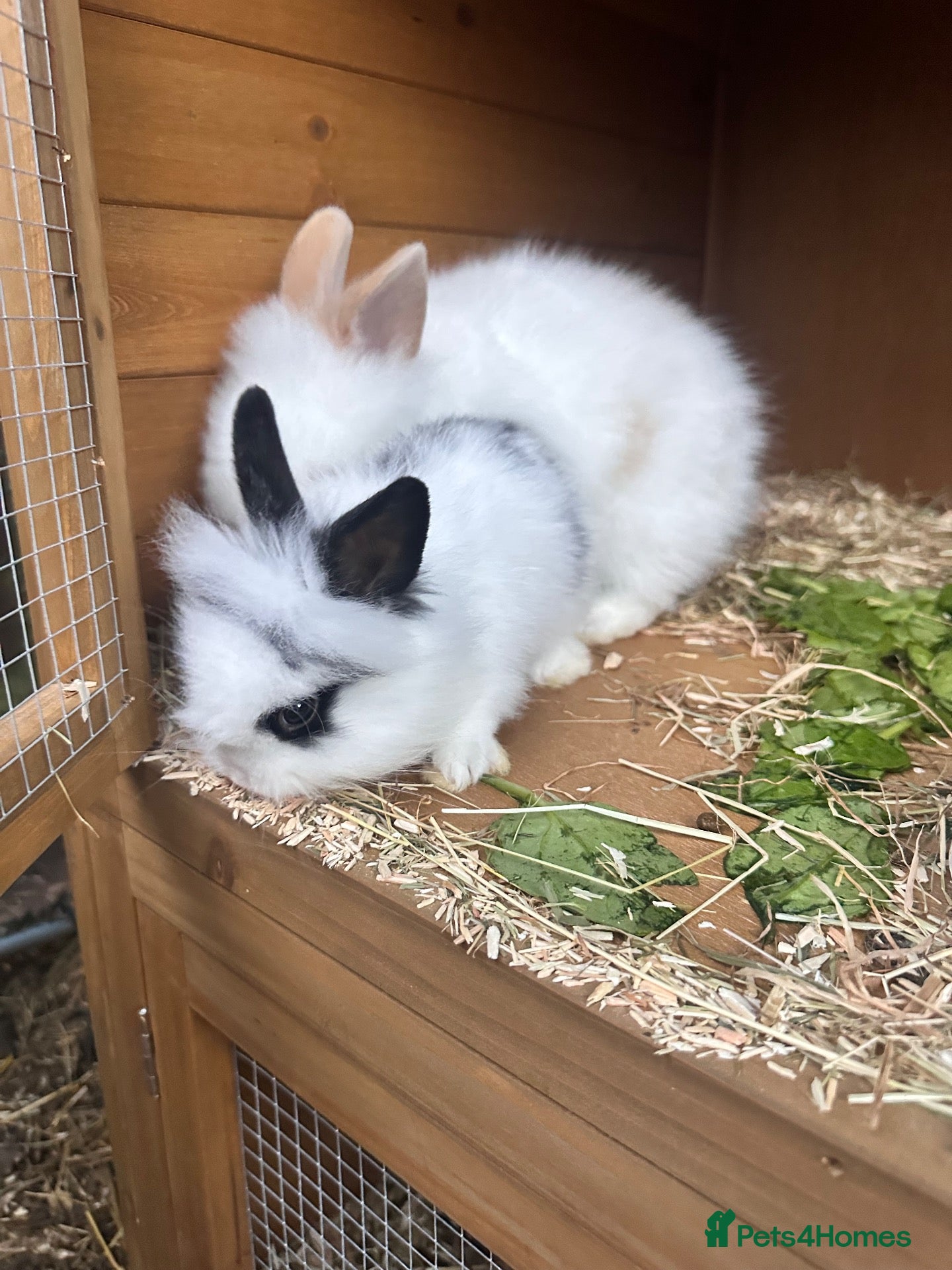 Lionhead rabbits Beautiful 8 Week Old Lionhead Rabbits Boy & Girl  - Advert 2