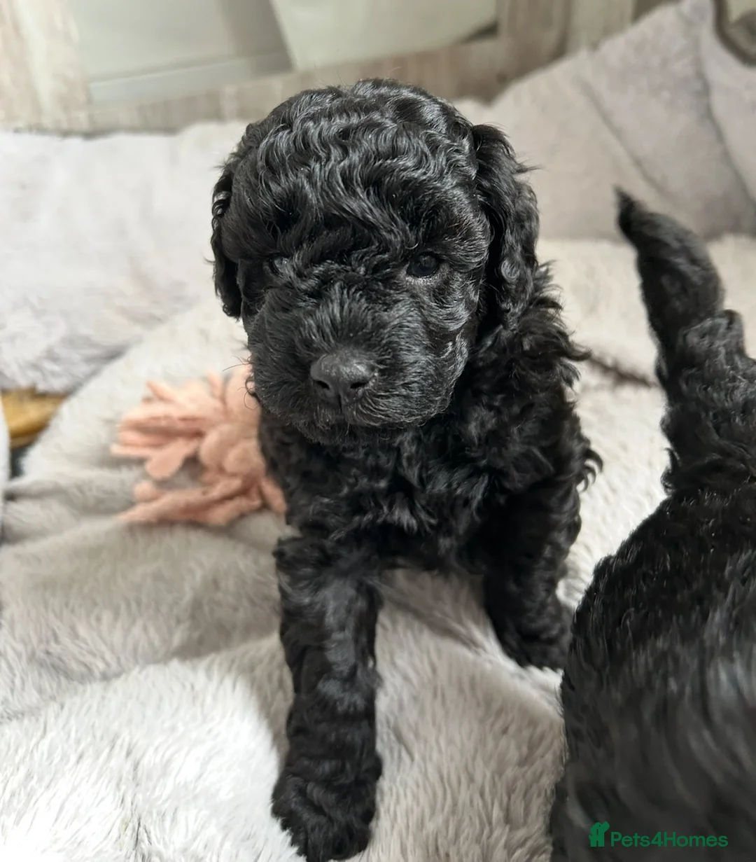Cockapoo dogs for sale: Outstanding F1BB Health Tested Cockapoo - Advert 2