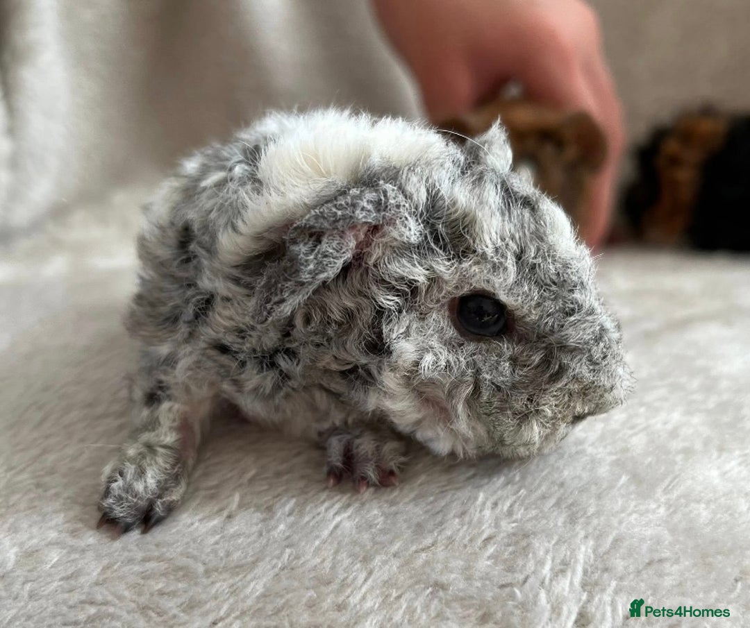 Guinea Pig rodents for sale: Purebred Lunkarya Guinea pigs - Image 6