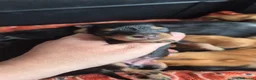 Miniature Dachshund dogs for sale: ⚜️KC reg PRA clear Miniature dachshund puppies  - Advert 8