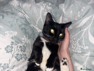 Mixed Breed cats Kittens for sale - Advert 2