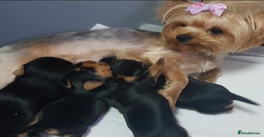 Yorkshire Terrier dogs - Advert 3
