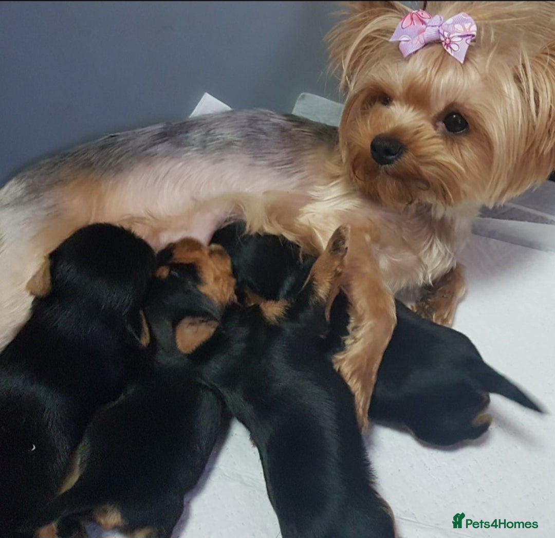 Yorkshire Terrier dogs for sale: Super mini Yorkshire terrier puppy pedigree cert - Image 2