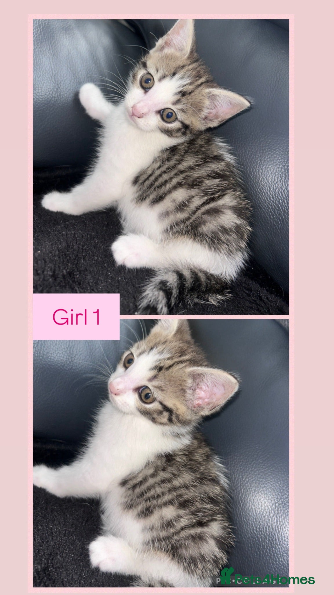 Mixed Breed cats 4 Gorgeous kittens for sale. - Advert 2
