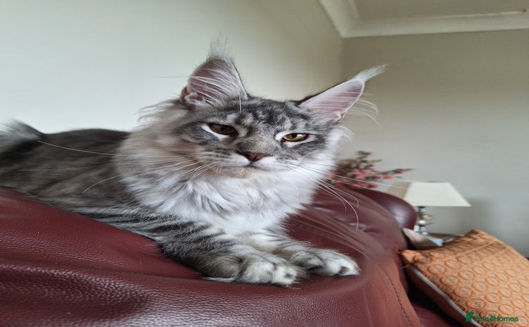 Maine Coon cats - Advert 12