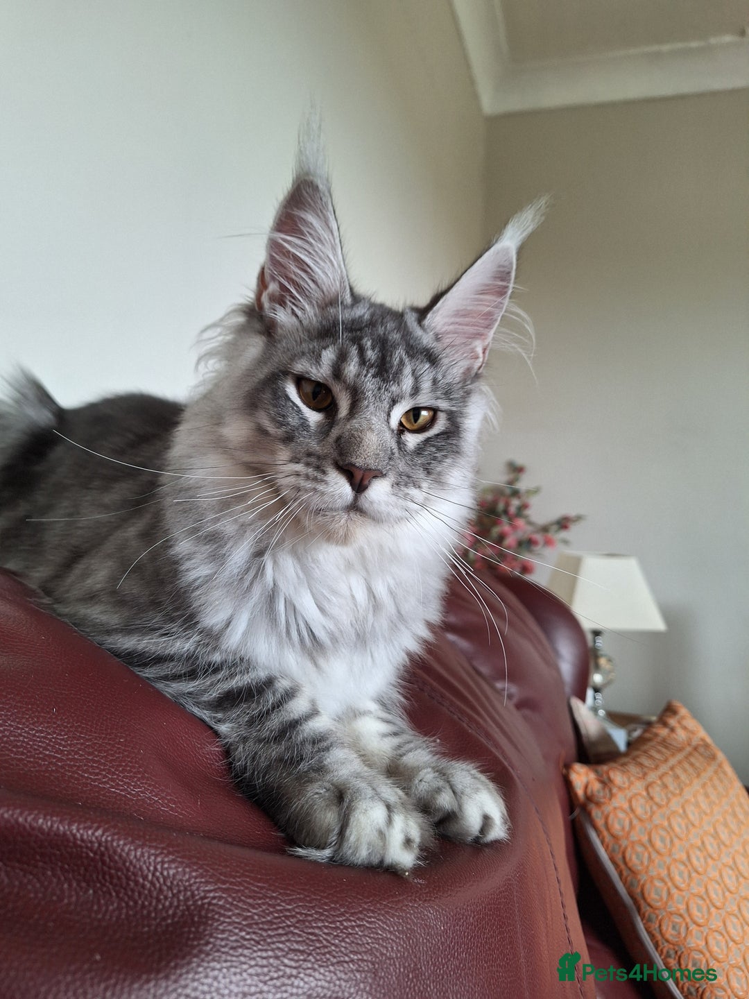 Maine Coon cats for sale: Lintons Pride Maine Coon Kittens. Ready Now - Image 1