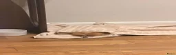 Pomeranian dogs for sale: 1 year old  **  pom in London - Advert 13