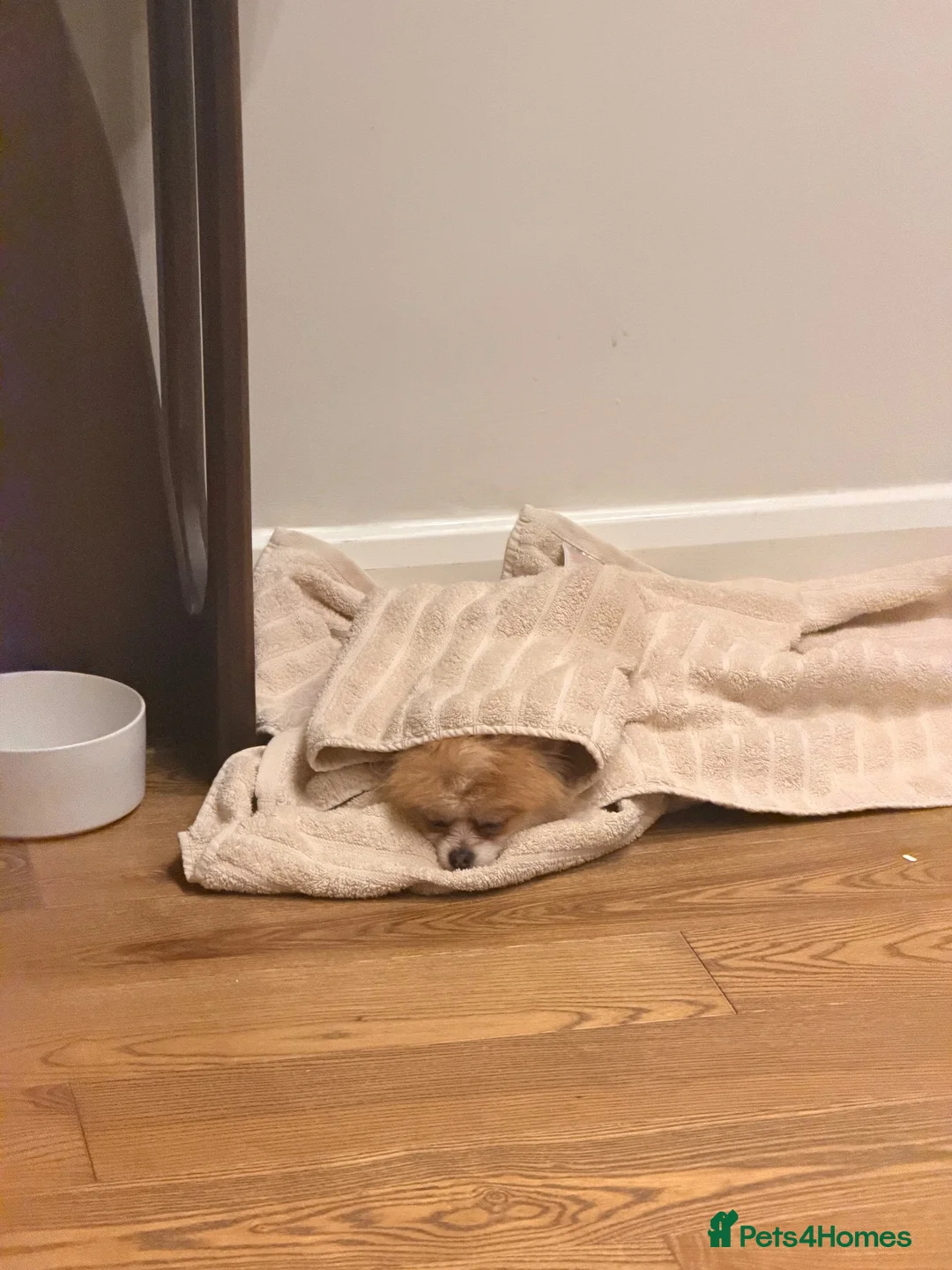 Pomeranian dogs for sale: 1 year old  **  pom in London - Advert 13