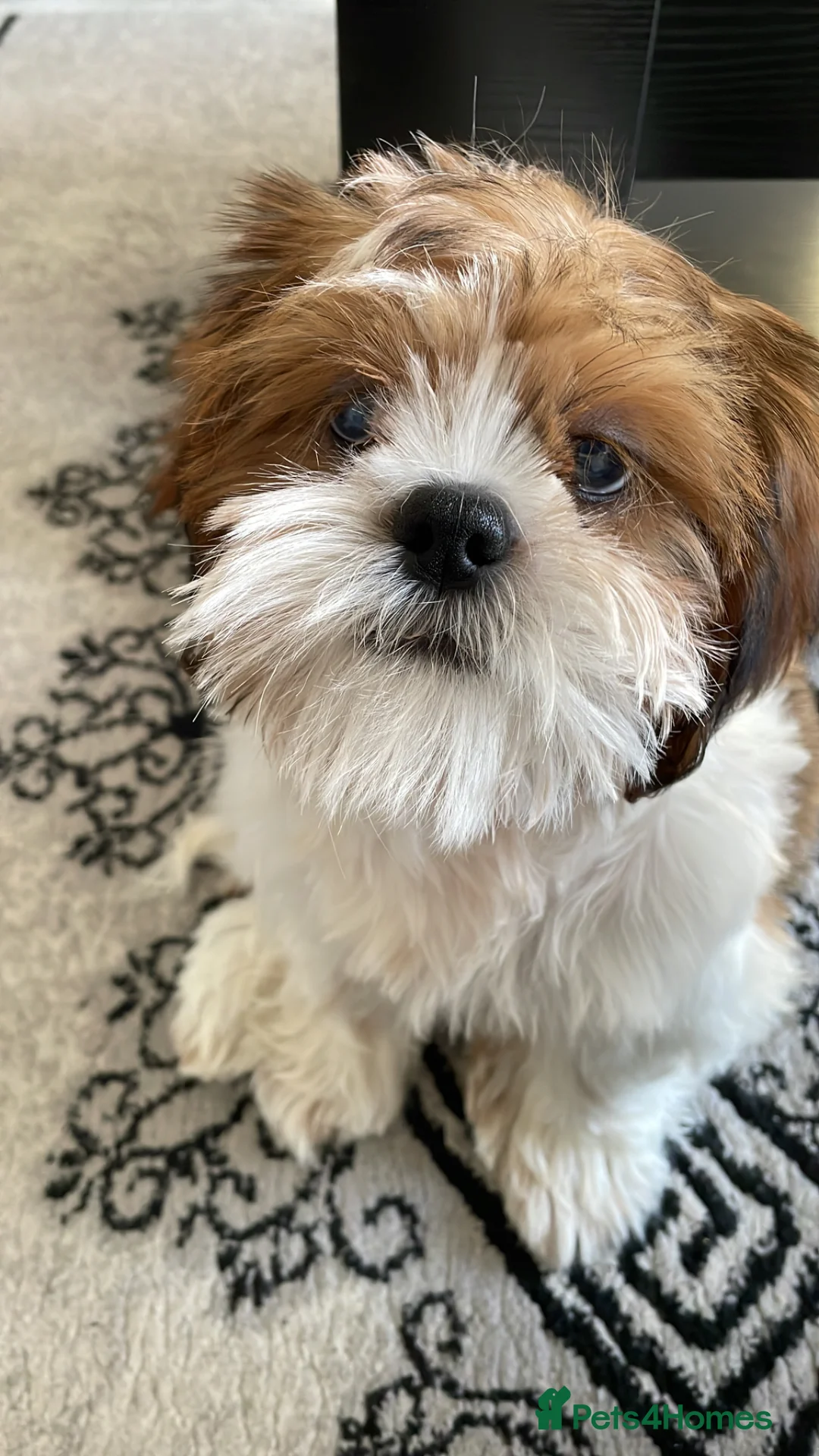 Shih Tzu dogs for sale:  4 month Handsome shih Tsu puppy  - Advert 1