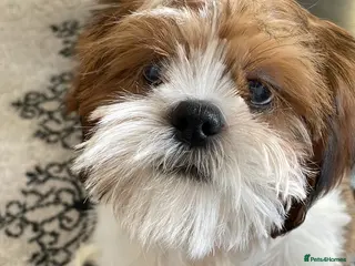 Shih Tzu dogs 4 month Handsome shih Tsu puppy - Advert 1