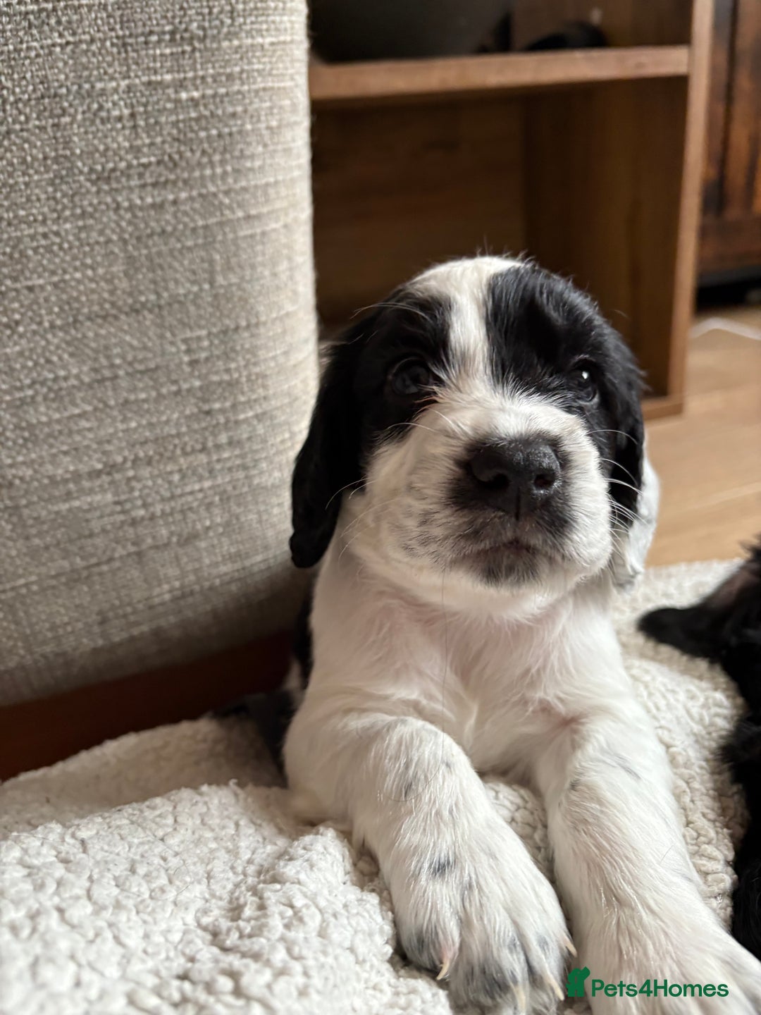 Cocker Spaniel dogs for sale: KC Registered Working Cocker Spaniel puppies - Image 15