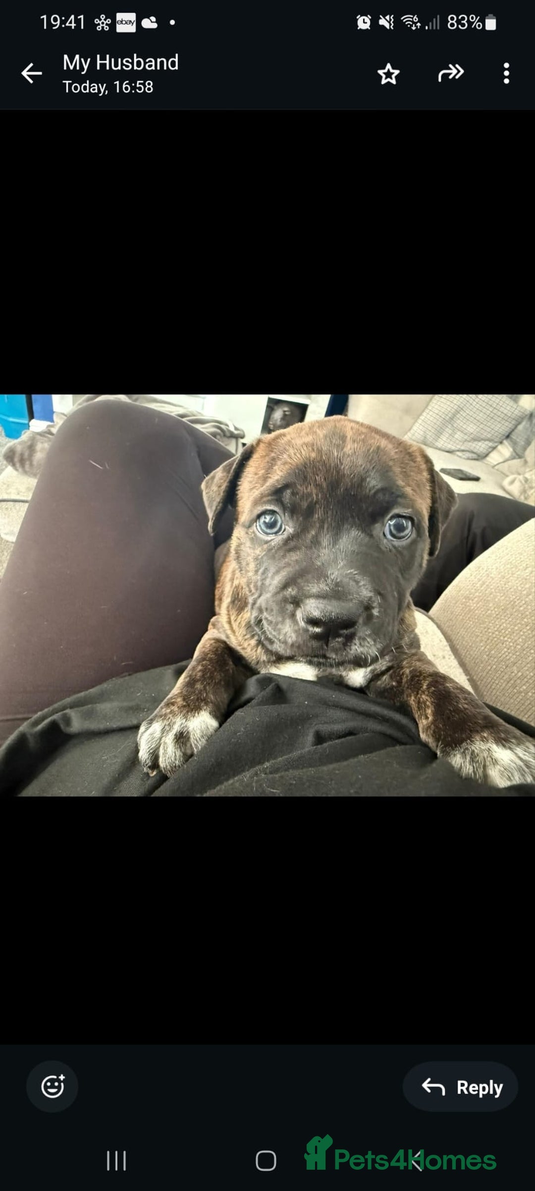 Staffordshire Bull Terrier dogs for sale: Female blue brindle staff pup - Image 4