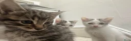 Mixed Breed cats for sale: Cute kittens - Advert 2