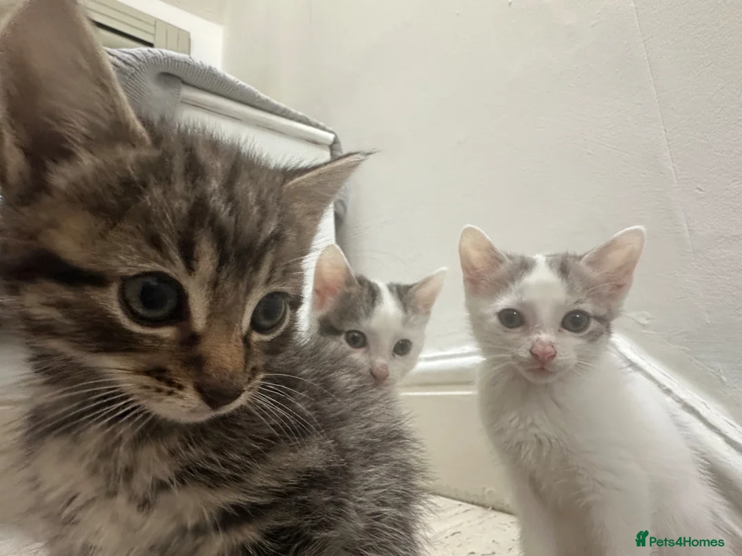 Mixed Breed cats for sale: Cute kittens - Advert 2