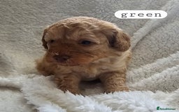 Toy Poodle dogs for sale: BEAUTIFUL TOY POODLES - Image 6