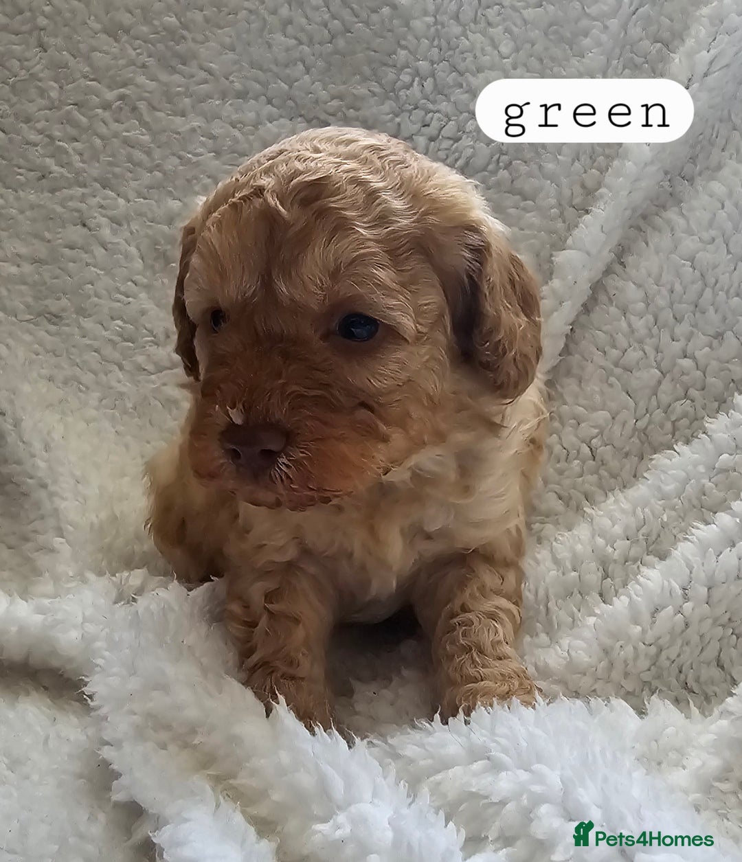 Toy Poodle dogs for sale: BEAUTIFUL TOY POODLES - Image 6