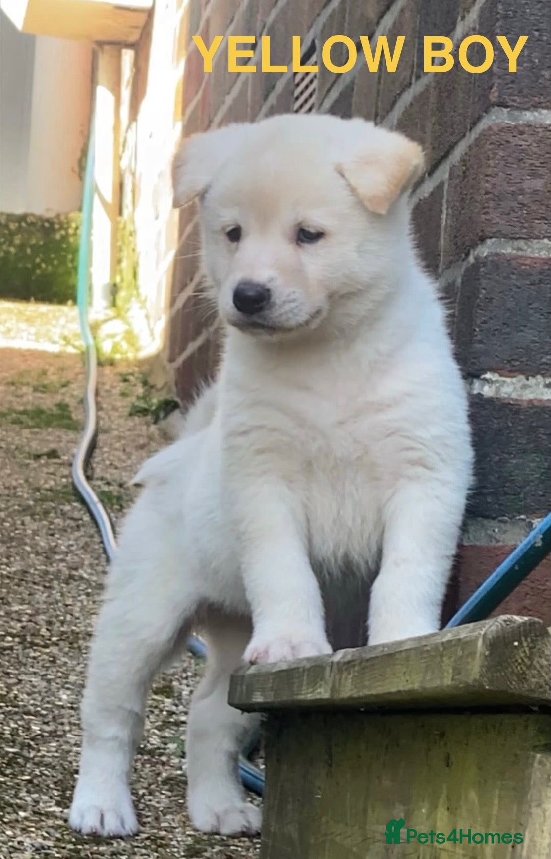 Japanese Akita Inu dogs Beautiful Japanese Akita Puppies 4 boys 2 girls - Advert 2