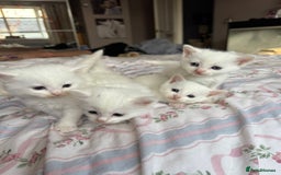 Ragcoon cats for sale: Kittens for sale  - Image 12