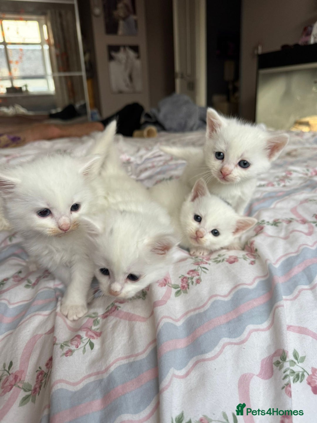 Ragcoon cats for sale: Kittens for sale  - Image 12