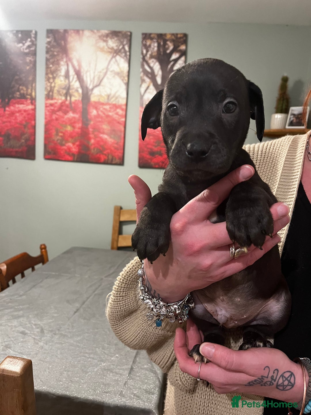 Mixed Breed dogs for sale: Bullador mixed puppies - Advert 5