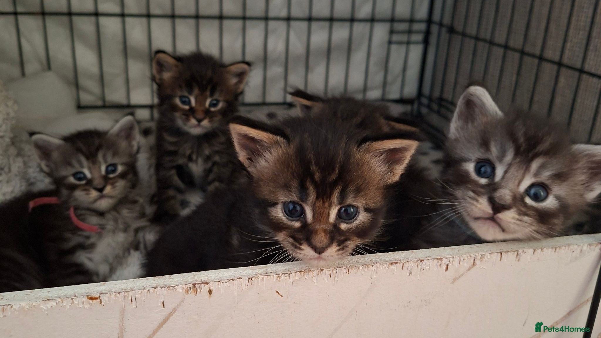 Maine Coon cats 6 TICA registered Maine Coon kittens. - Advert 1