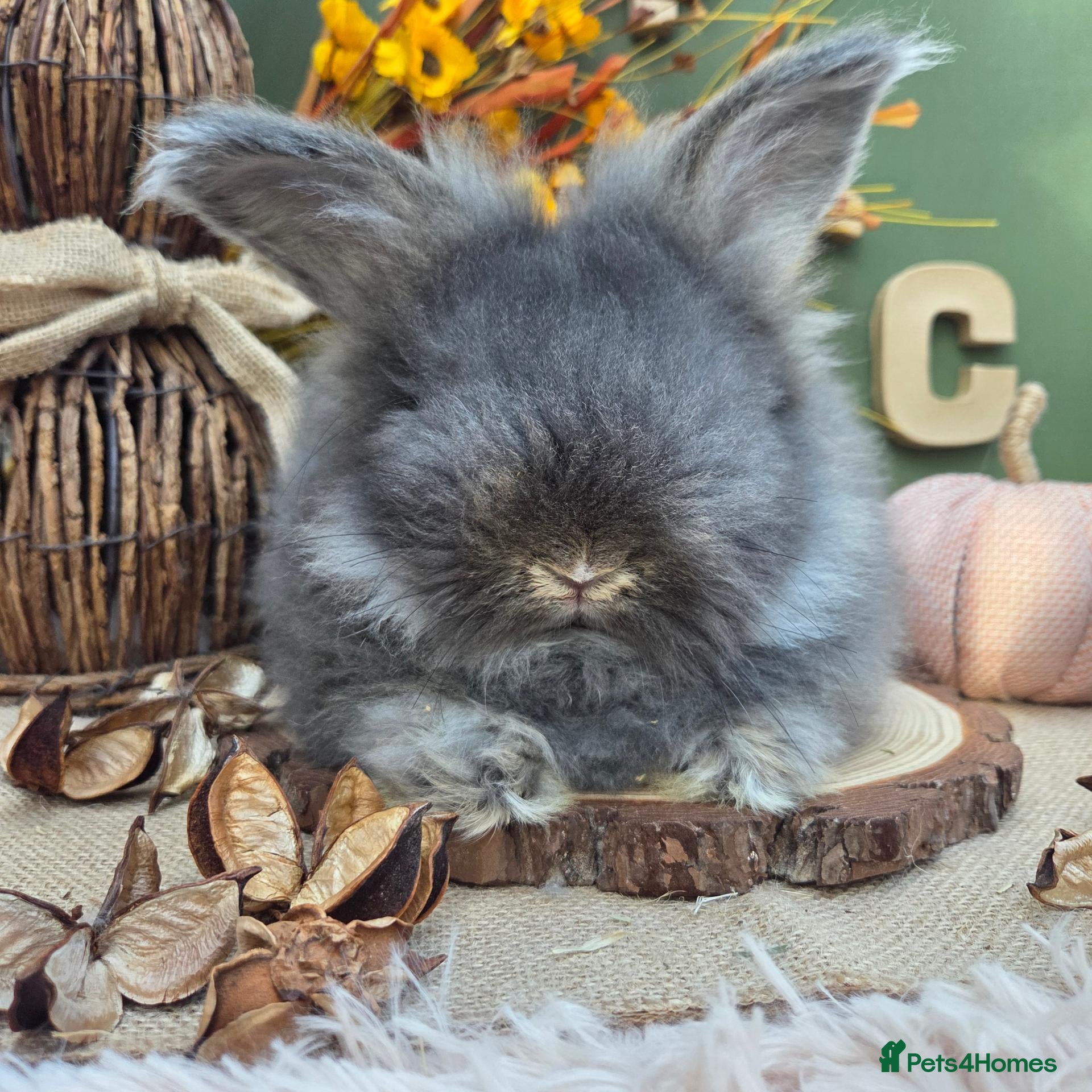 Angora rabbits English Angora Bucks - Advert 17