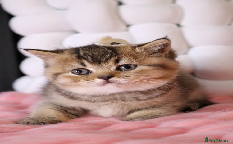 British Shorthair cats - Advert 6