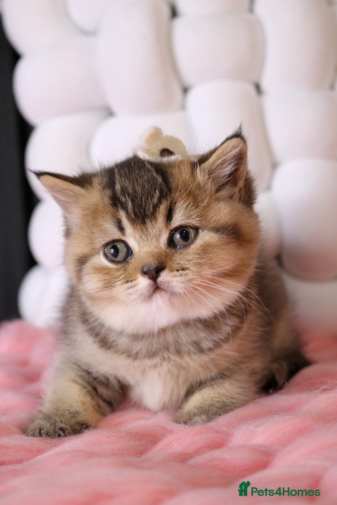 British Shorthair cats for sale: 💎 British Shorthair - GCCF 💎 - Image 1