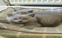 British Shorthair cats for sale: British shorthairs kittens with GCCF pedigree in Taunton - Image 8