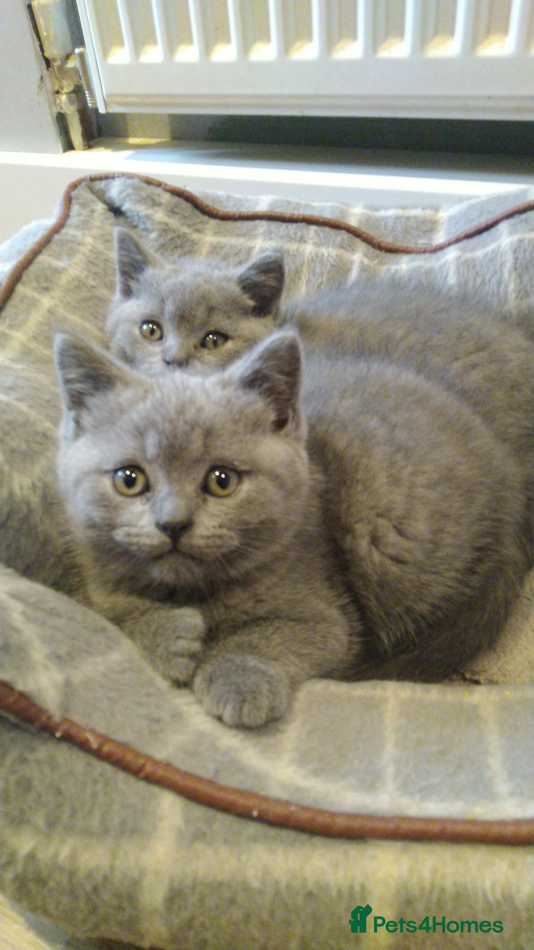 British Shorthair cats for sale: British shorthairs kittens with GCCF pedigree in Taunton - Image 8