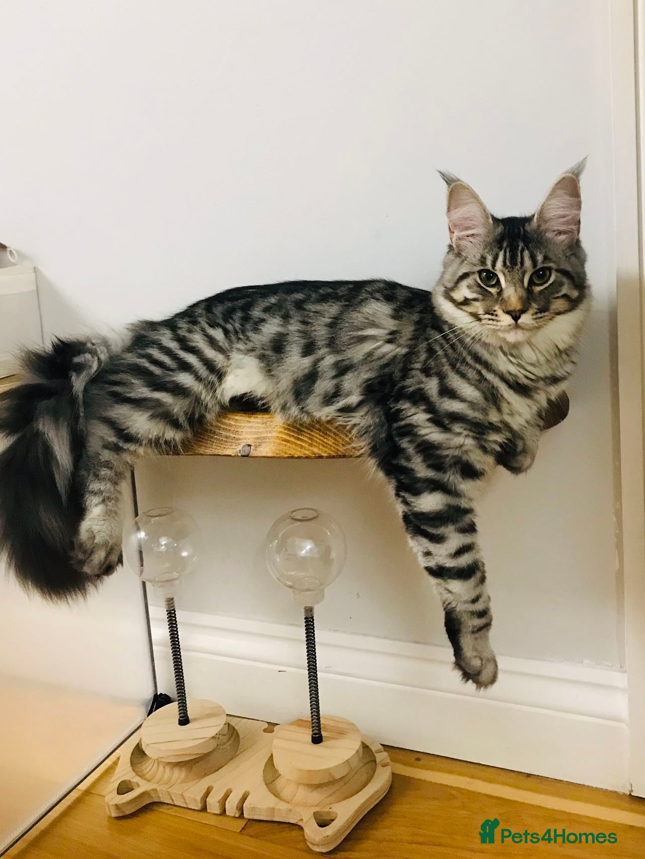 Maine Coon cats 🎀 Outstanding GCCF Pedigree Maine Coon Kittens  - Advert 13