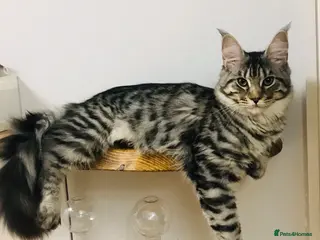 Maine Coon cats 🎀 Outstanding GCCF Pedigree Maine Coon Kittens - Advert 13